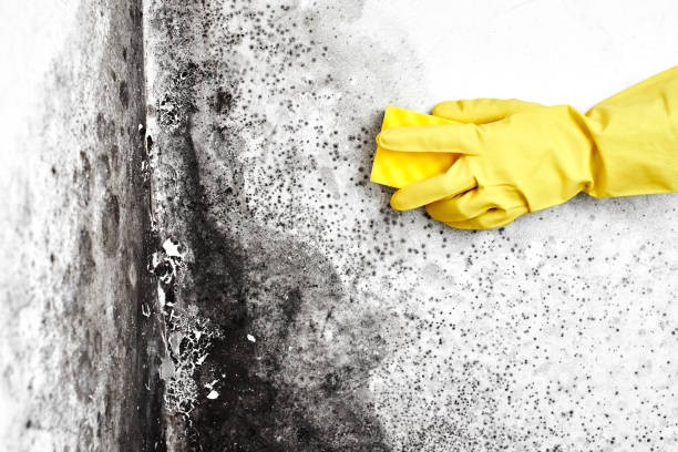 Best Home Mold Removal  in Amboy, IL