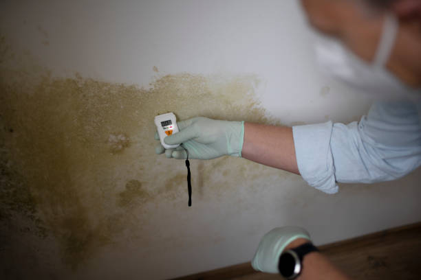 Mold Removal and Inspection in Amboy, IL