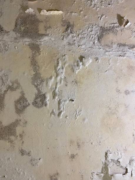 Best Mold Inspection  in Amboy, IL