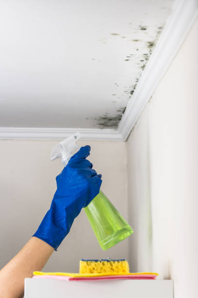 Best Commercial Mold Removal  in Amboy, IL